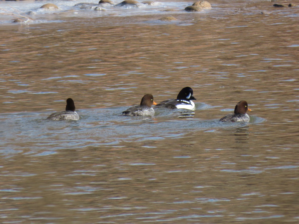 Barrow's Goldeneye - ML613048563