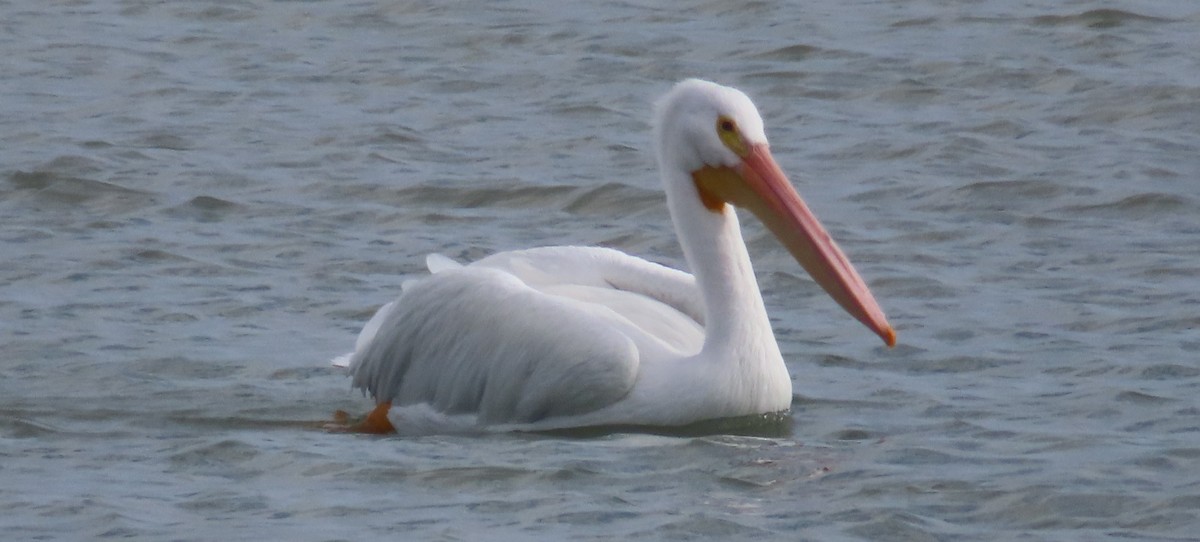 pelikán severoamerický - ML613048570