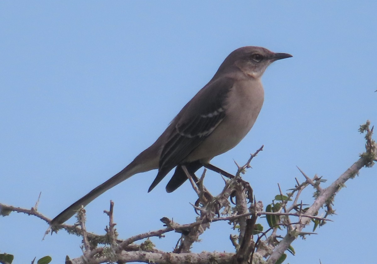 Northern Mockingbird - ML613048587