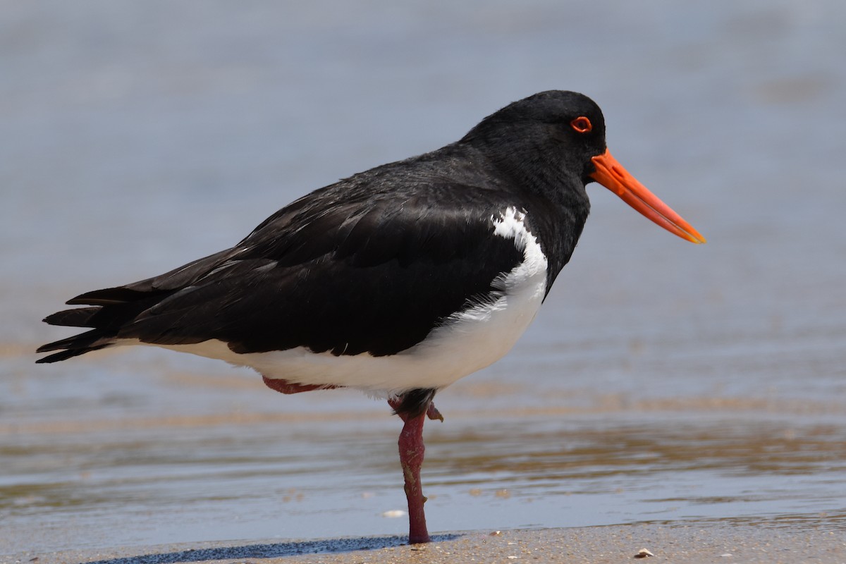 Pied Oystercatcher - ML613048603