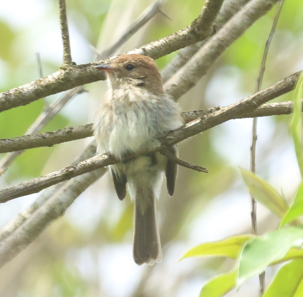 Fulvous-crowned Scrub-Tyrant - ML613048615