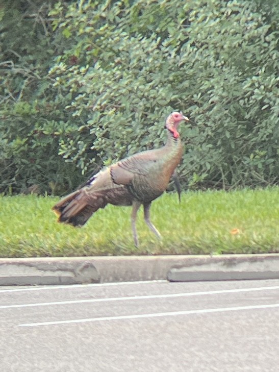 Wild Turkey - ML613048637