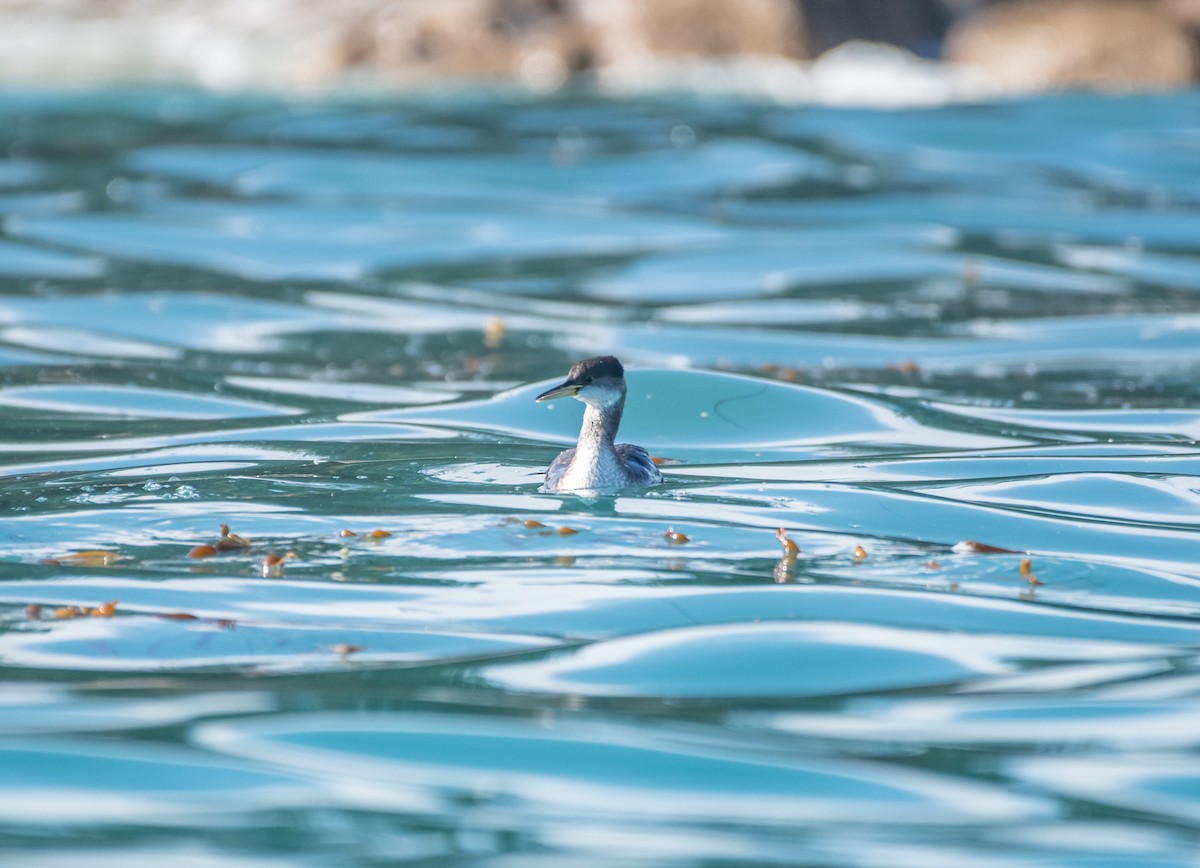 Red-necked Grebe - ML613048662