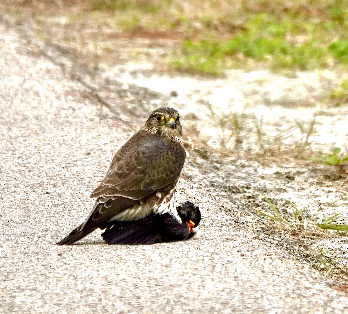 Merlin - ML613048718