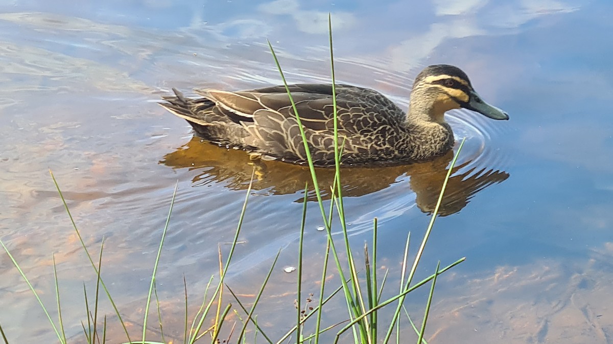 Canard à sourcils - ML613048798