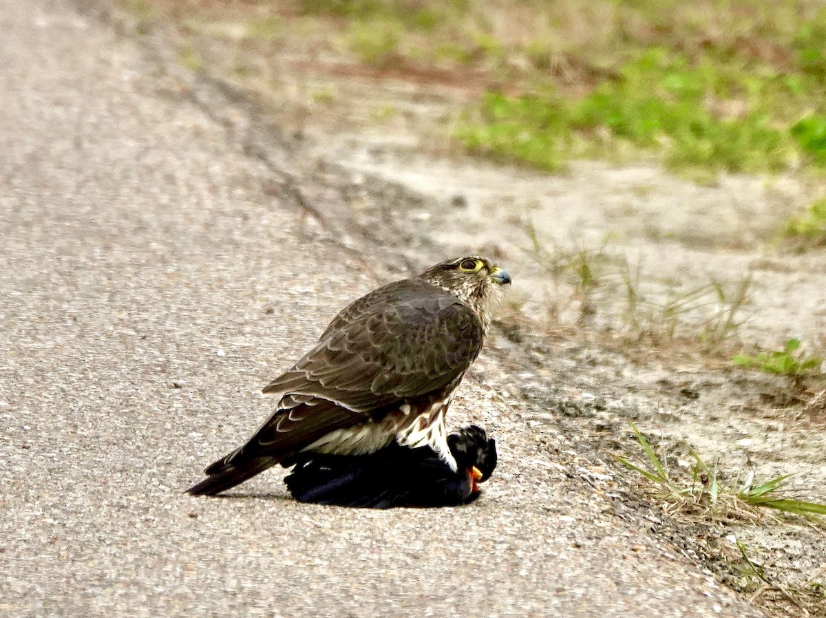 Merlin - ML613048810