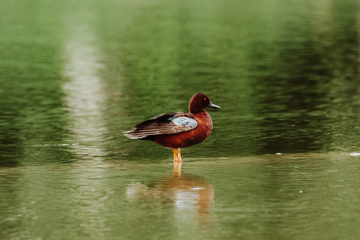 Cinnamon Teal - ML613048863