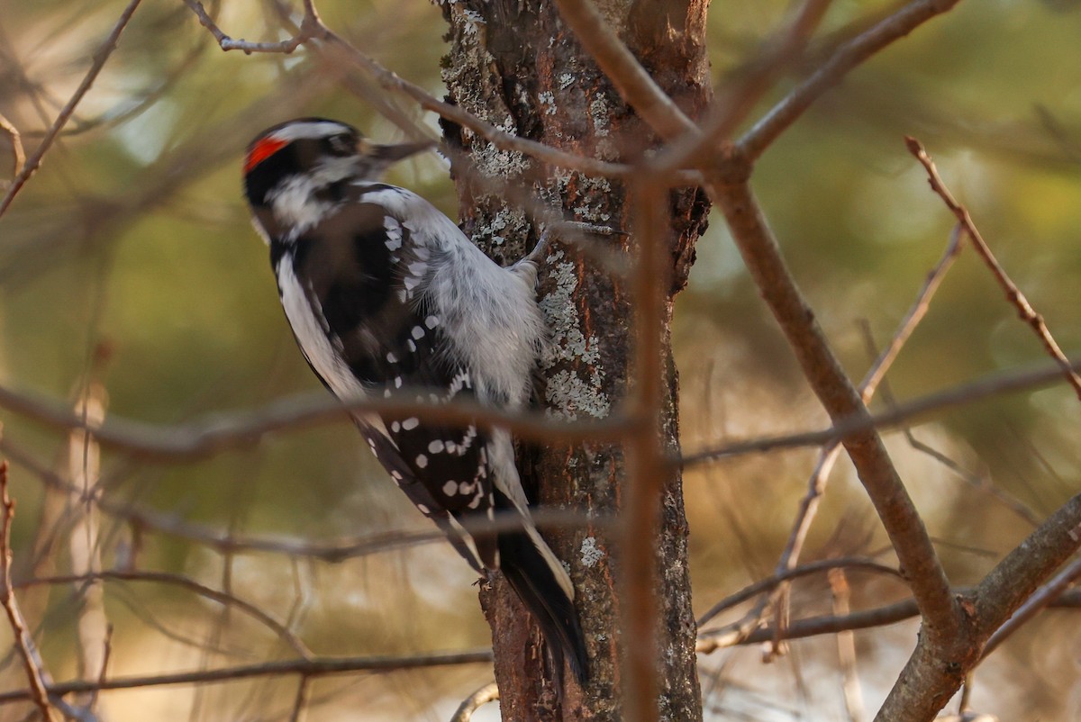 Hairy Woodpecker - Ian Somerville