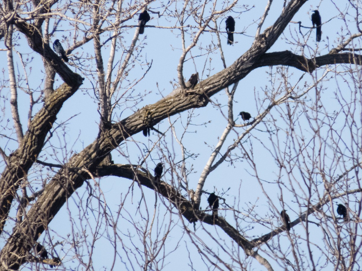 Great-tailed Grackle - ML613048875