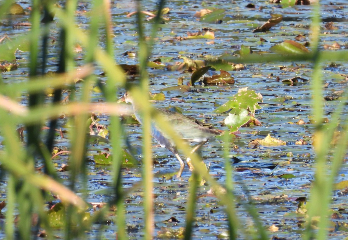 Purple Gallinule - ML613048880