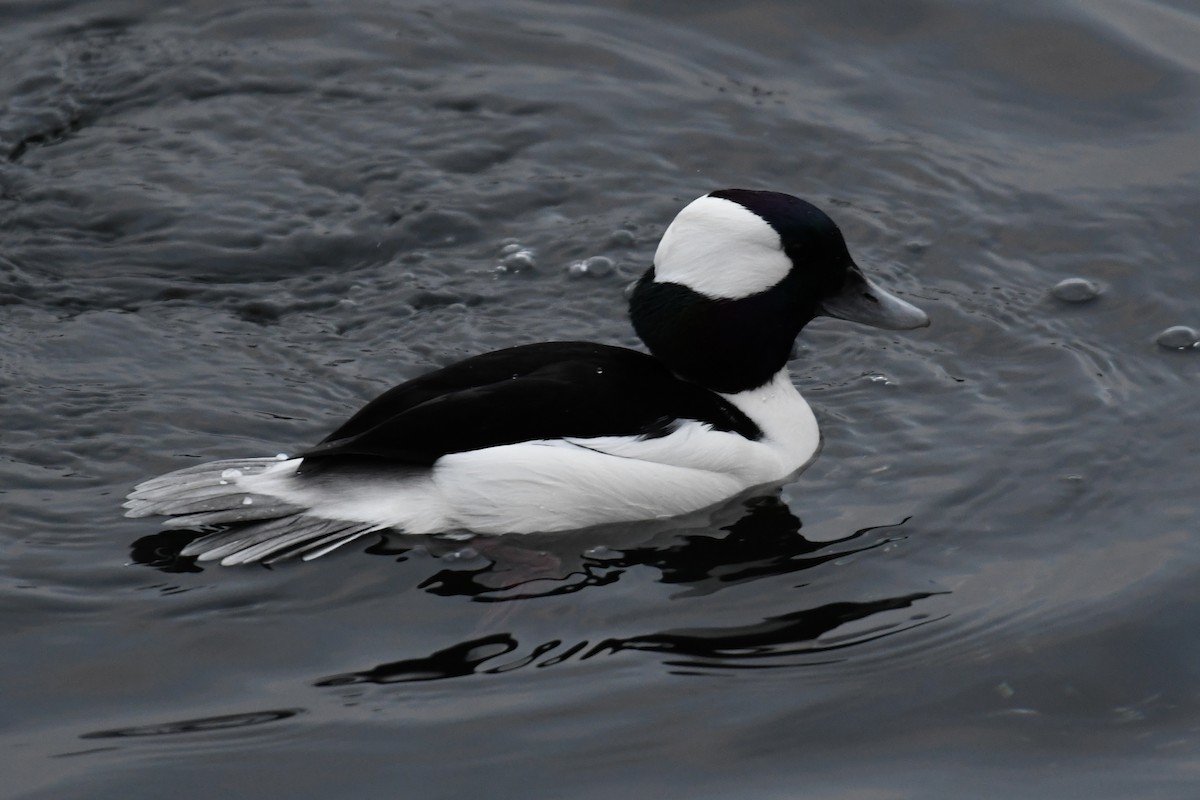 Bufflehead - Tim Healy