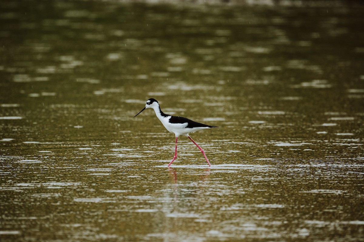 Black-necked Stilt - ML613048897