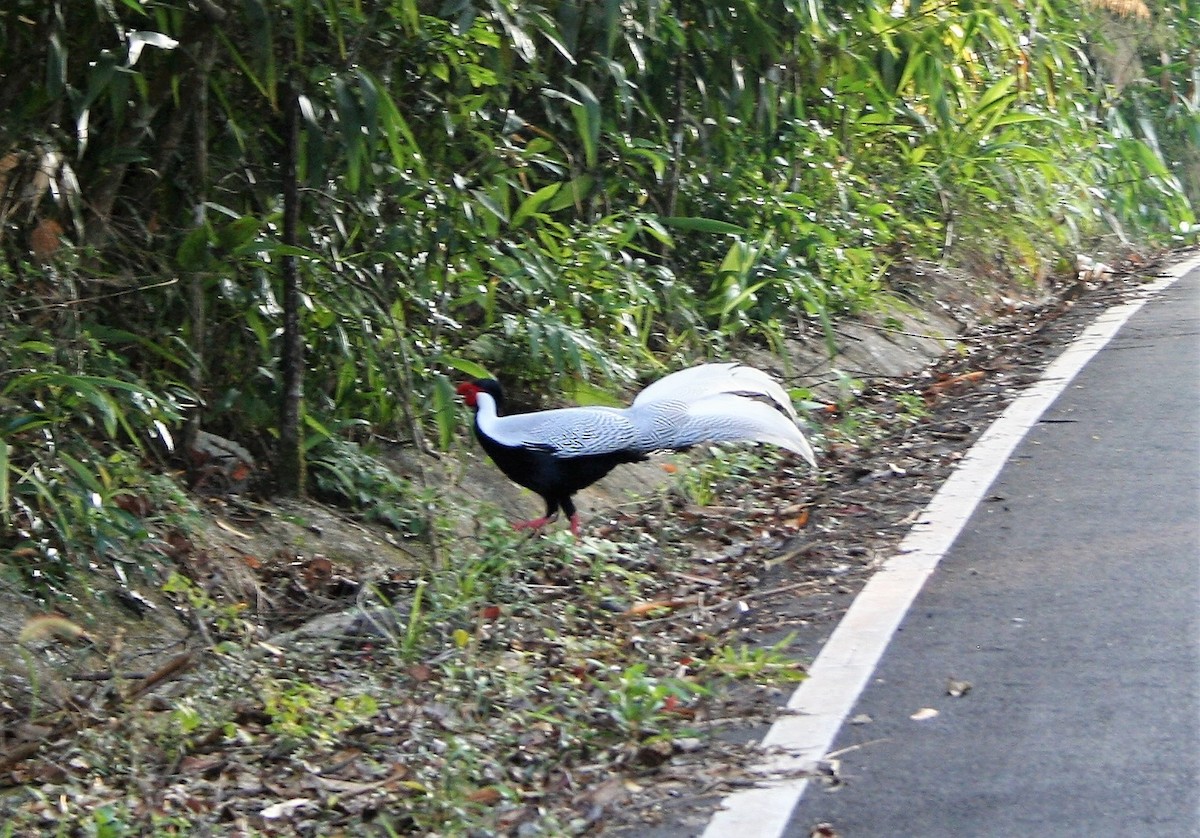 Silver Pheasant - Rick Schaefer