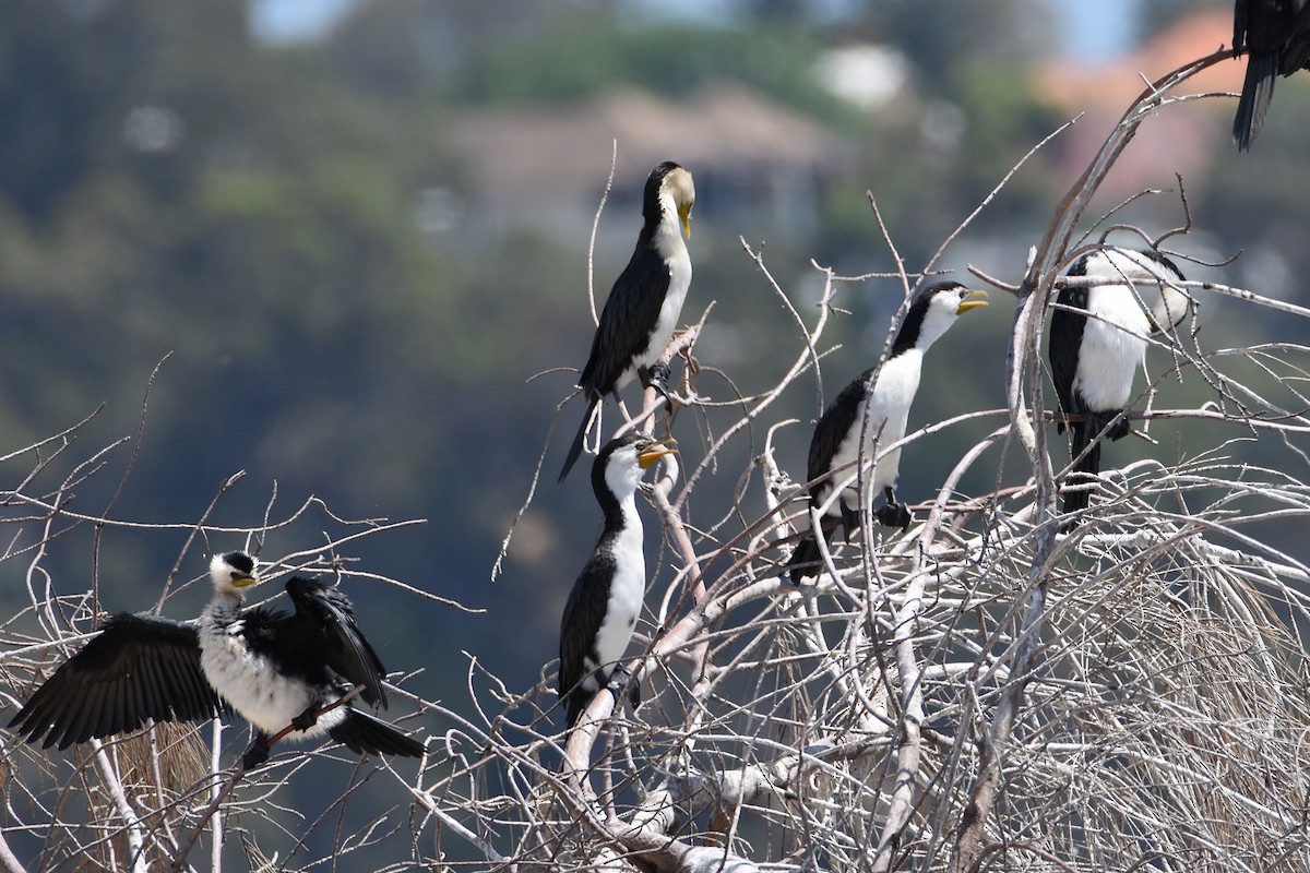 Little Pied Cormorant - ML613048928