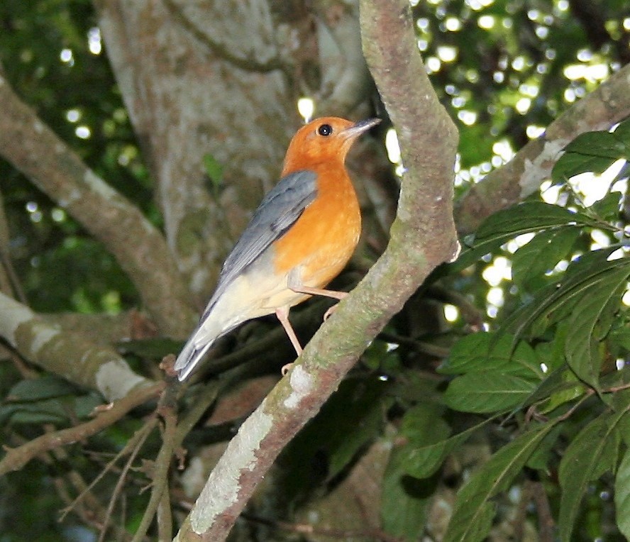 Orange-headed Thrush - ML613048940
