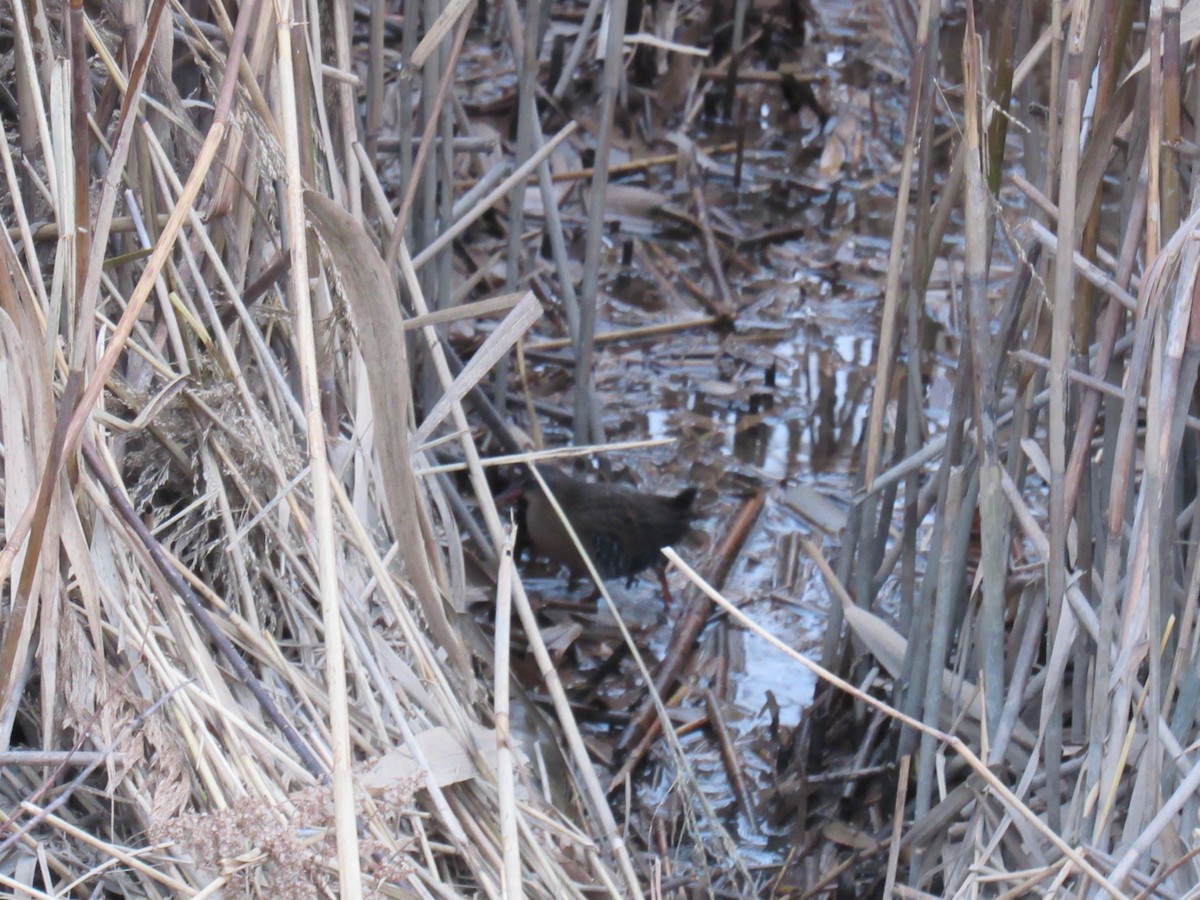 Virginia Rail - ML613049067