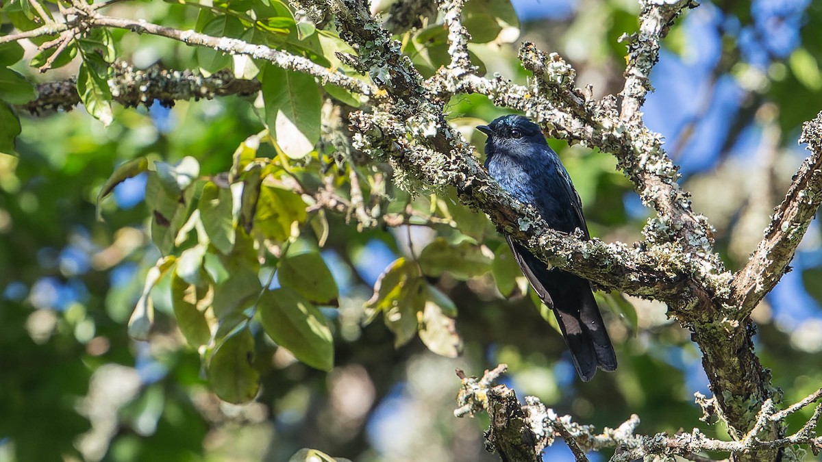 Purple-throated Cuckooshrike - ML613049090