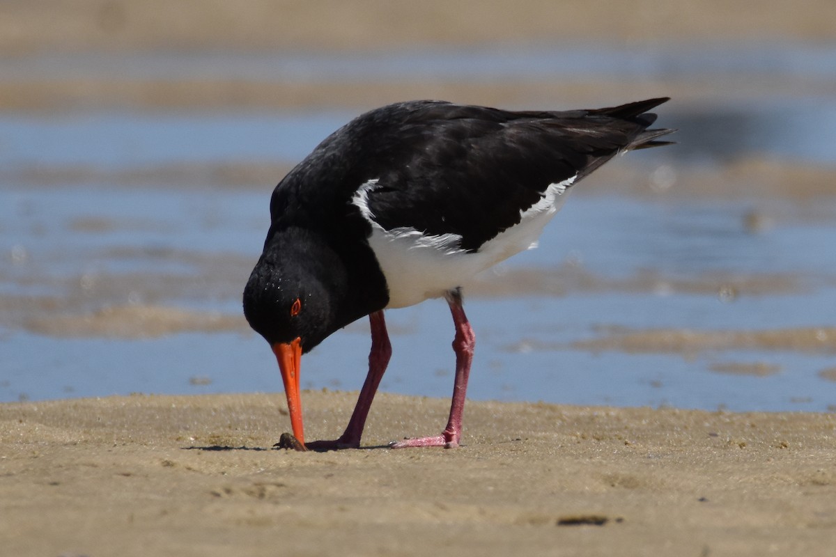 Pied Oystercatcher - ML613049107