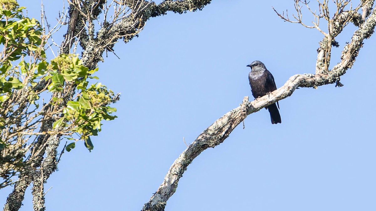 Waller's Starling - ML613049118