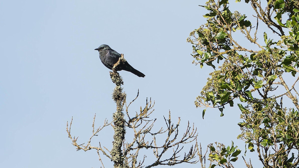 Waller's Starling - ML613049119