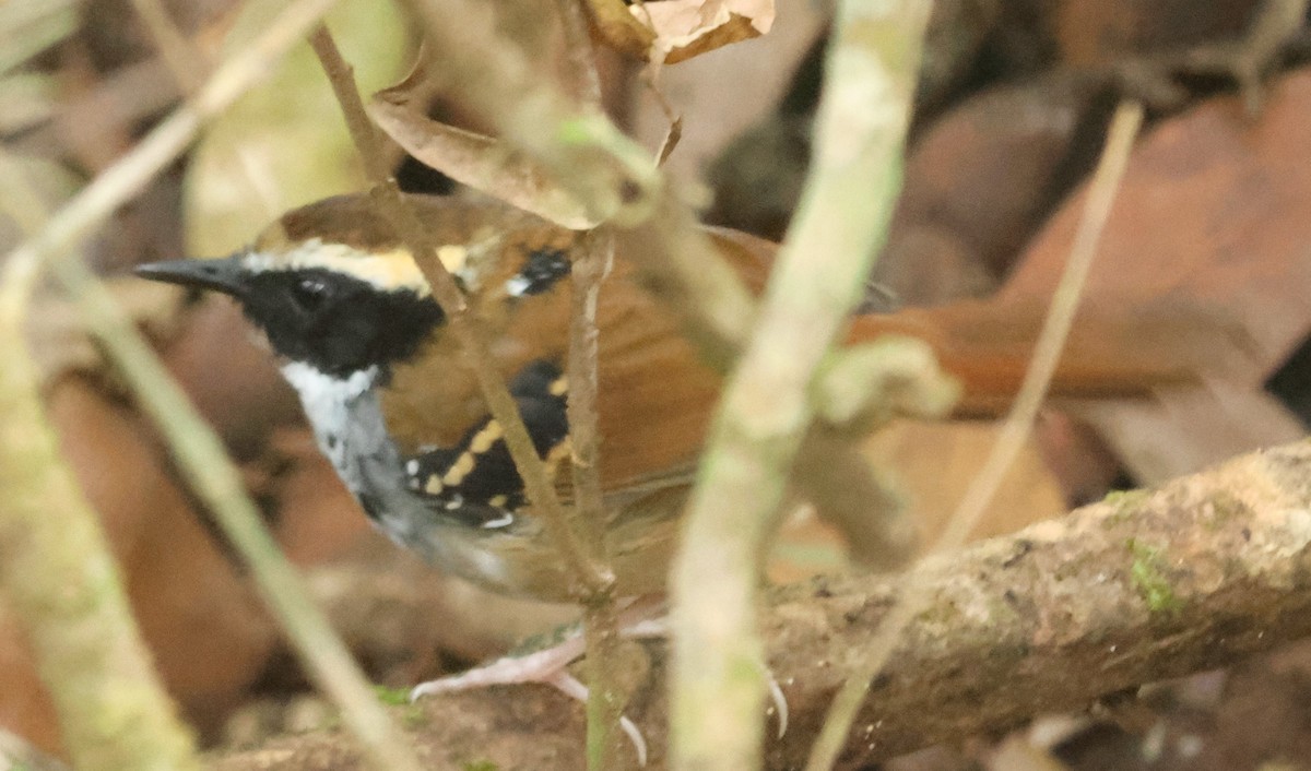 White-bibbed Antbird - ML613049142