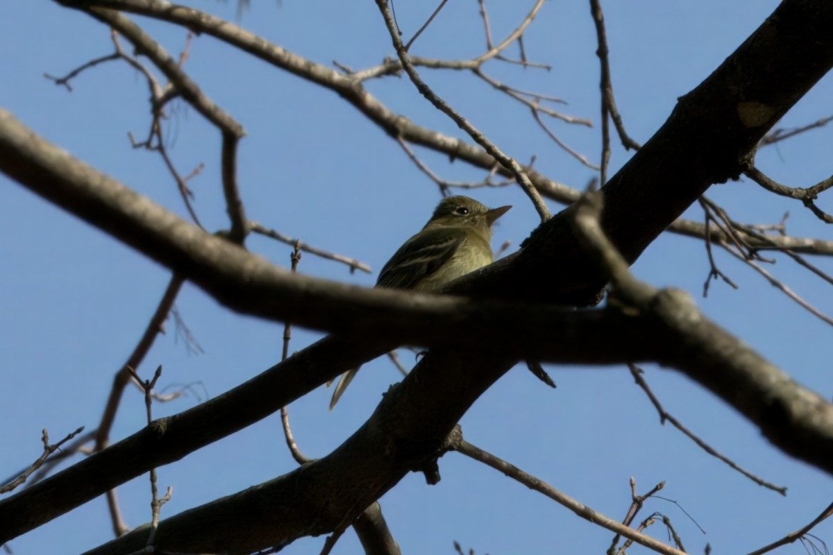 Western Flycatcher - ML613049166