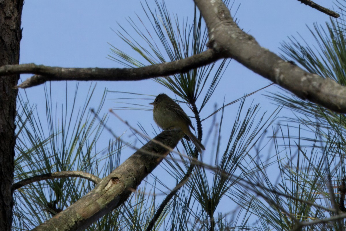 Western Flycatcher - ML613049171