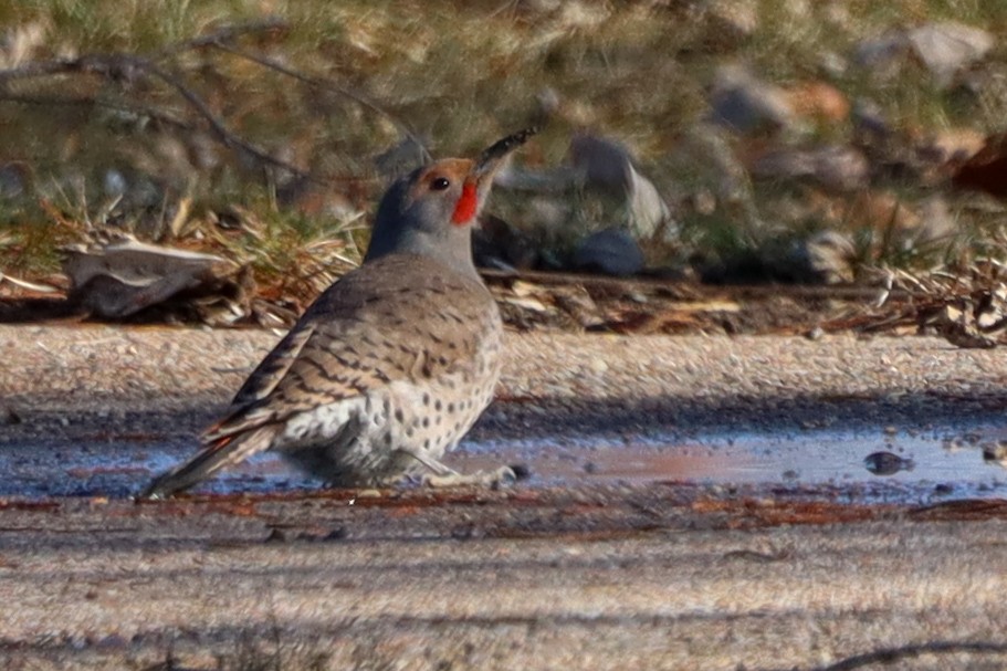 Northern Flicker (Red-shafted) - ML613049243