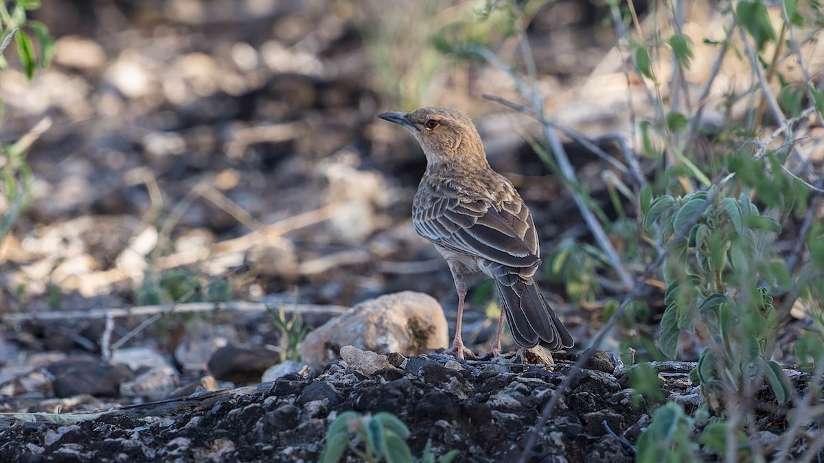 Pink-breasted Lark - David Newell