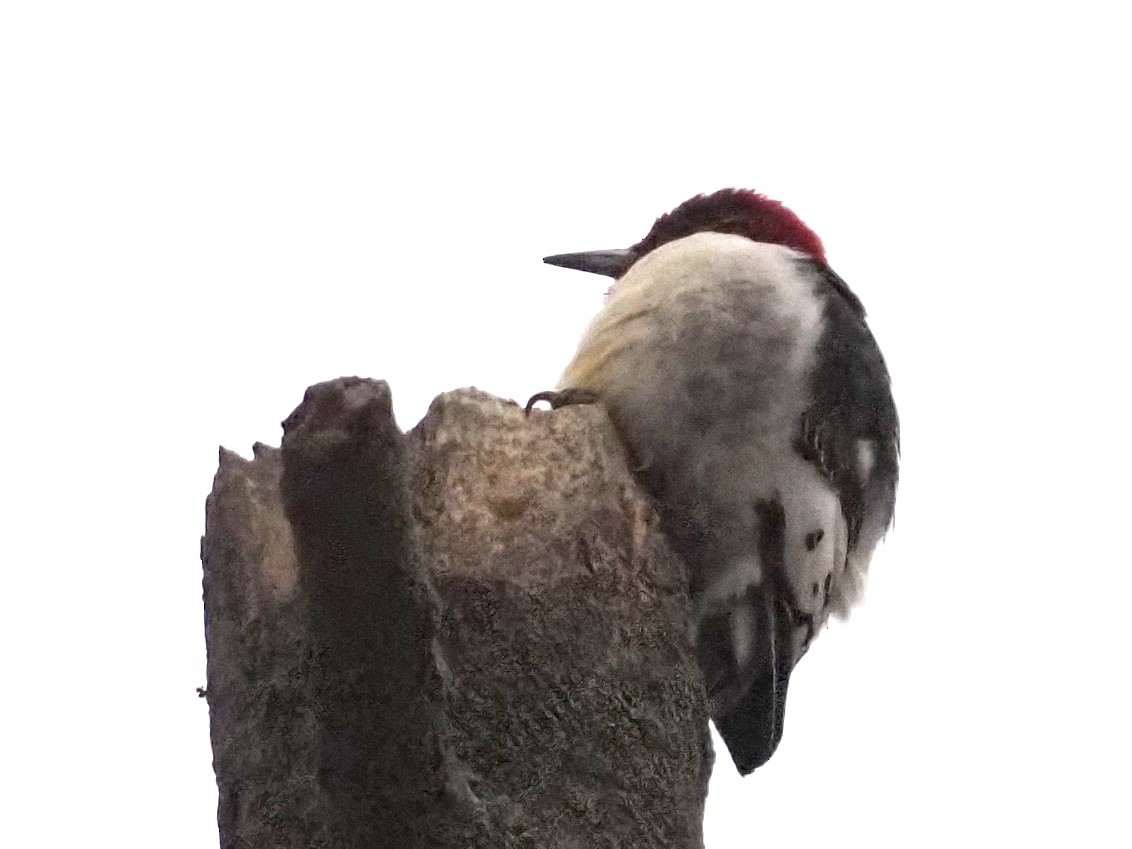 Red-headed Woodpecker - ML613049266