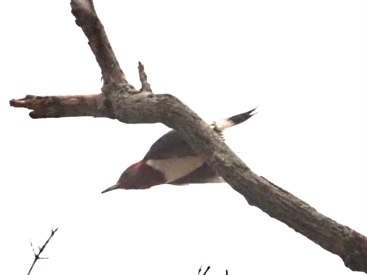 Red-headed Woodpecker - ML613049267