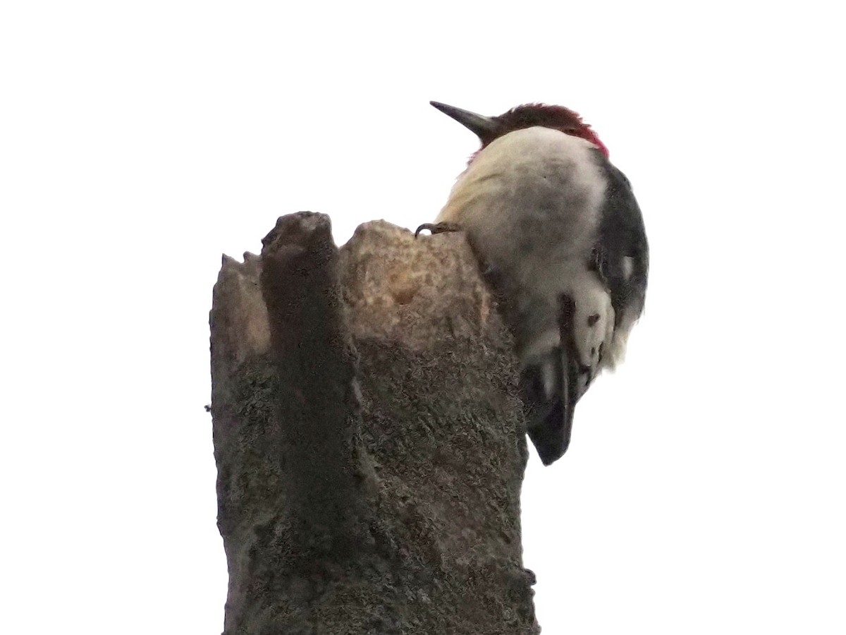 Red-headed Woodpecker - ML613049268