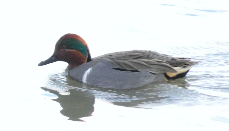 Green-winged Teal - ML613049416