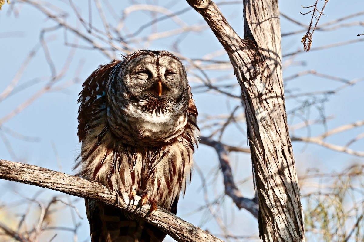 Barred Owl - Harold Brewer