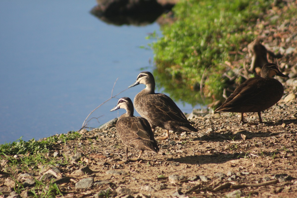 Pacific Black Duck - ML613049433