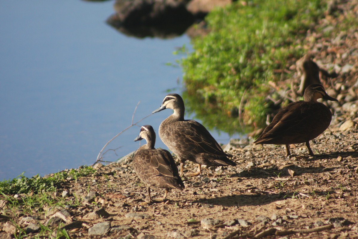 Pacific Black Duck - ML613049434