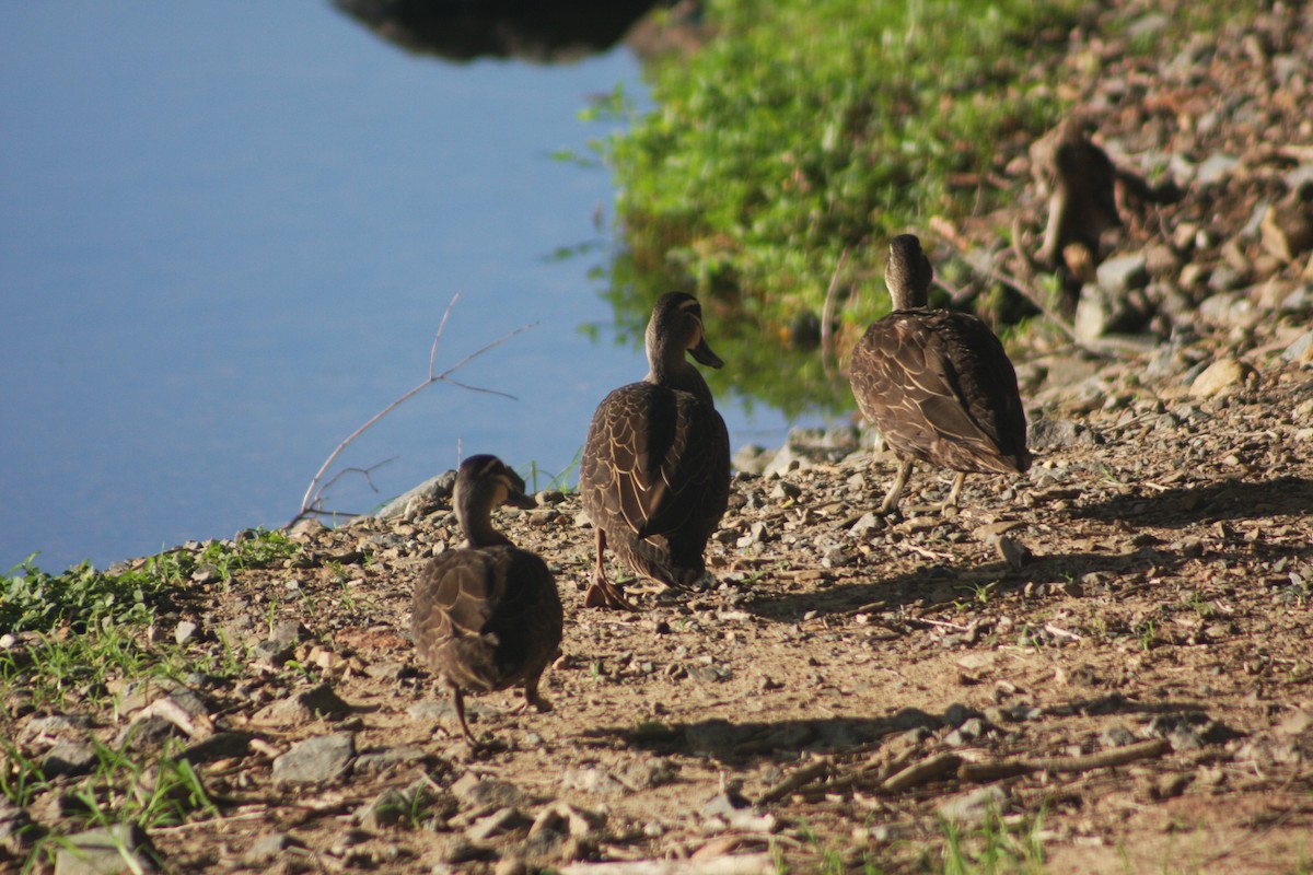 Pacific Black Duck - ML613049435