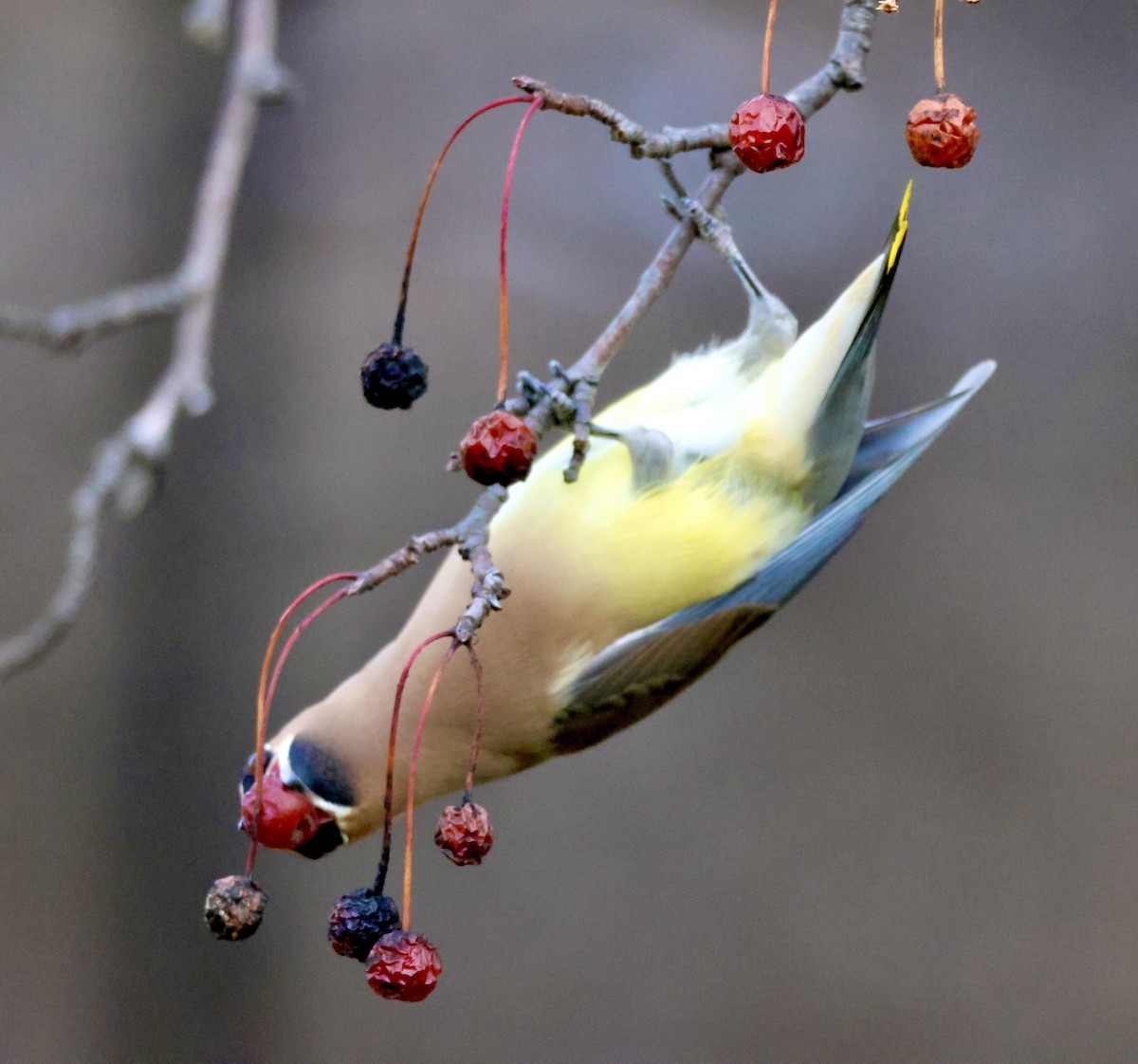 Cedar Waxwing - Charlie   Nims