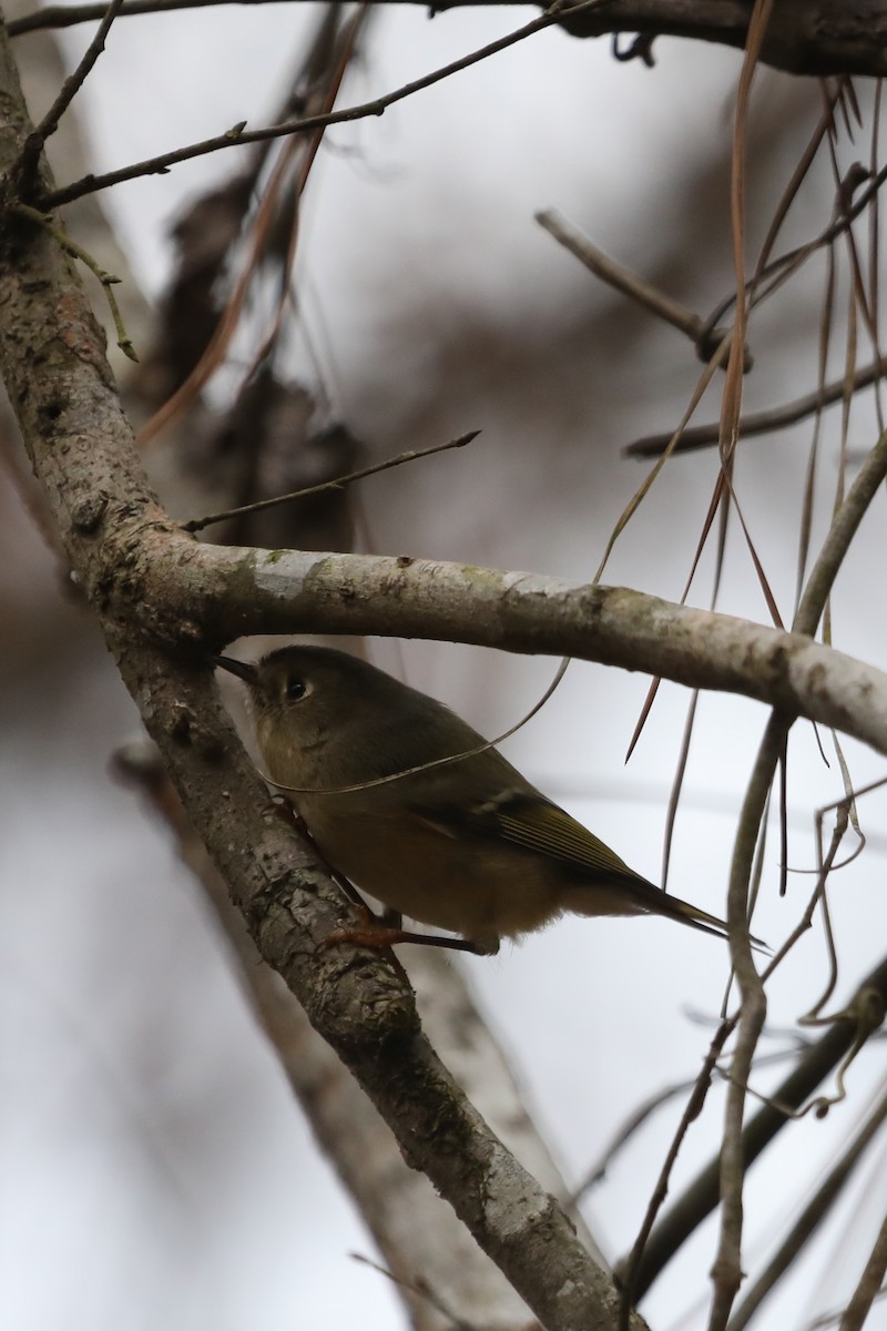 Ruby-crowned Kinglet - Emily Holcomb