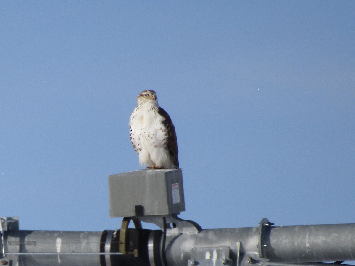 Ferruginous Hawk - Jason Beason