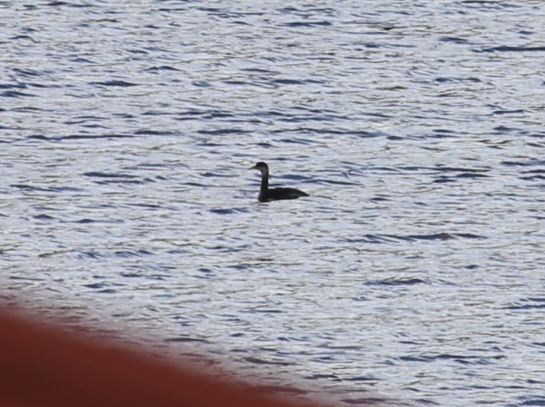 Red-necked Grebe - ML613049556