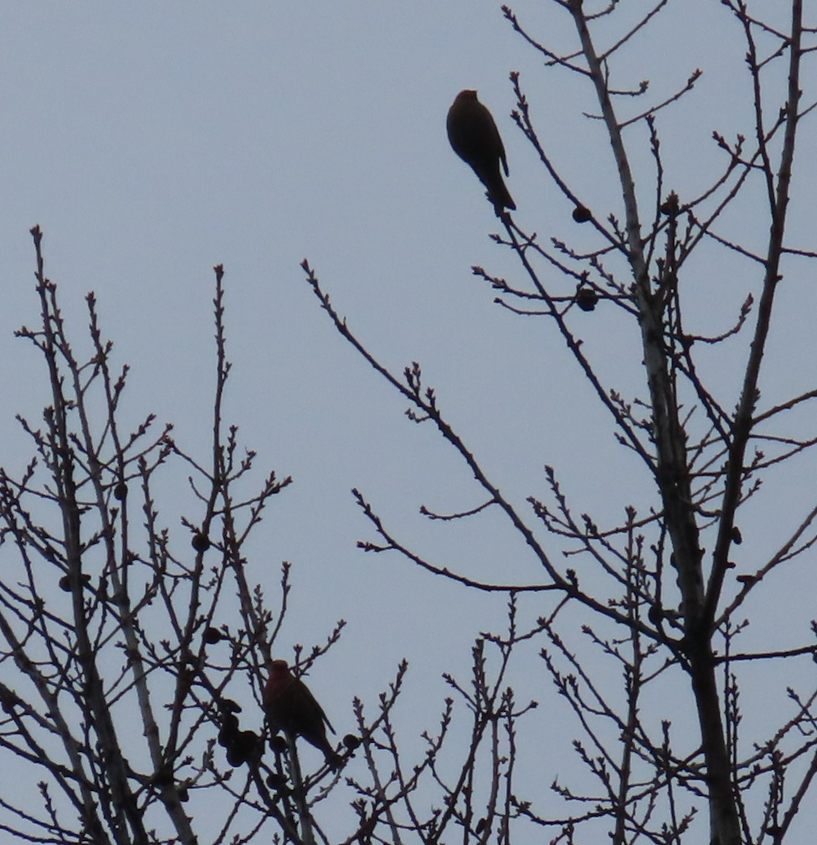 Pine Grosbeak - Kathy Criddle