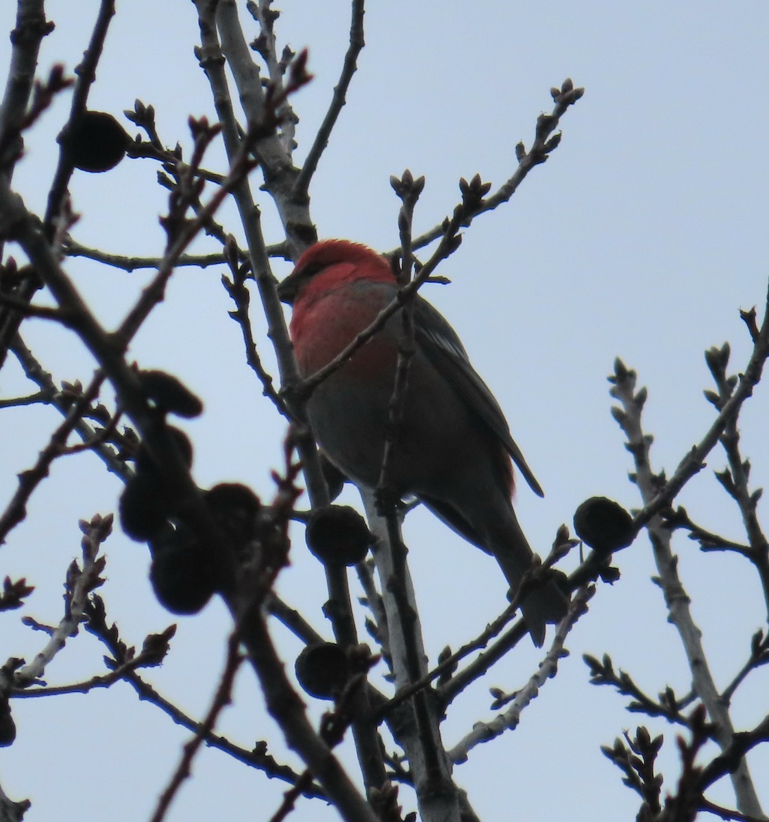 Pine Grosbeak - Kathy Criddle