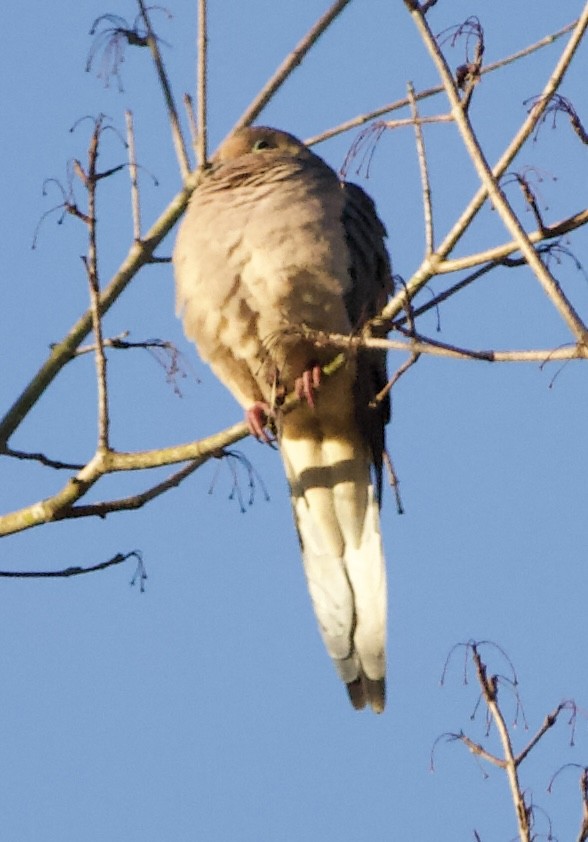 Mourning Dove - ML613049714