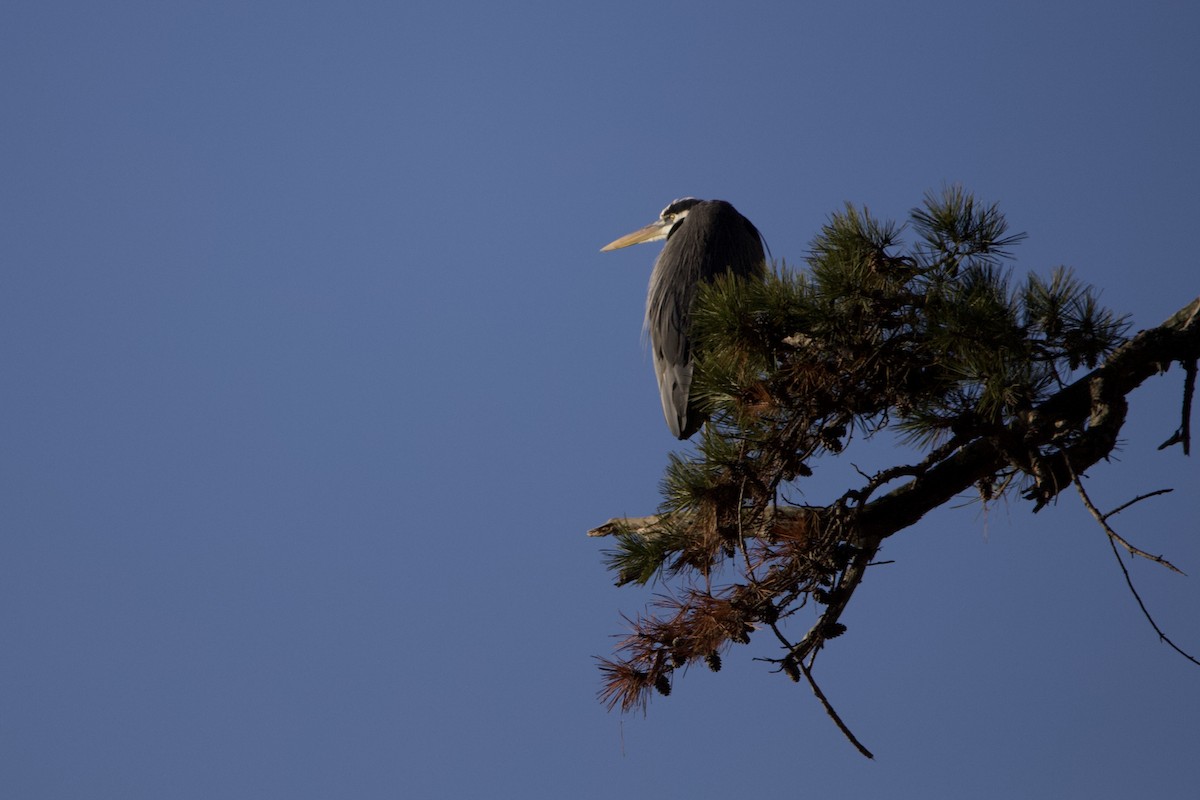 Great Blue Heron - ML613049745