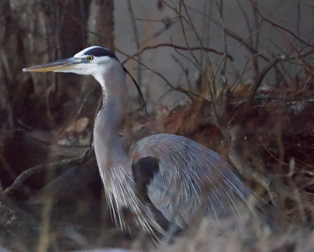 Great Blue Heron - ML613049746