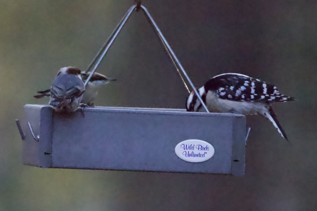 Downy Woodpecker - ML613049762