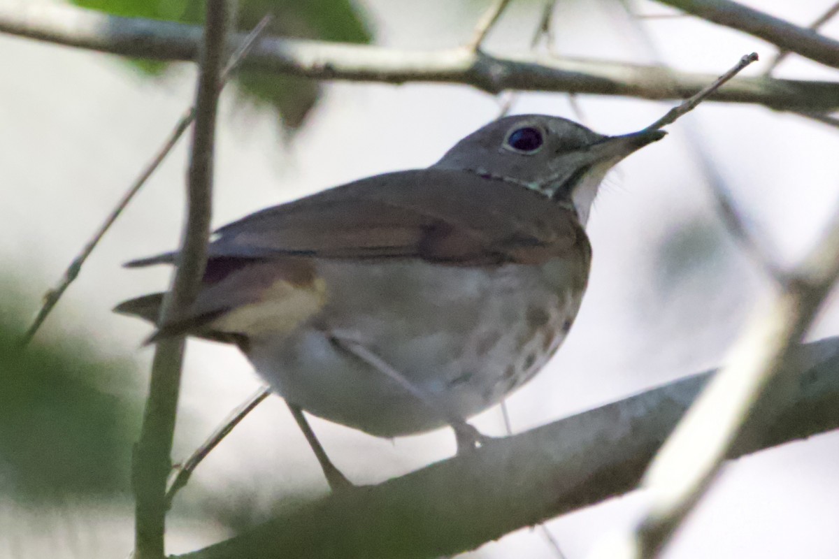 Hermit Thrush - ML613049808