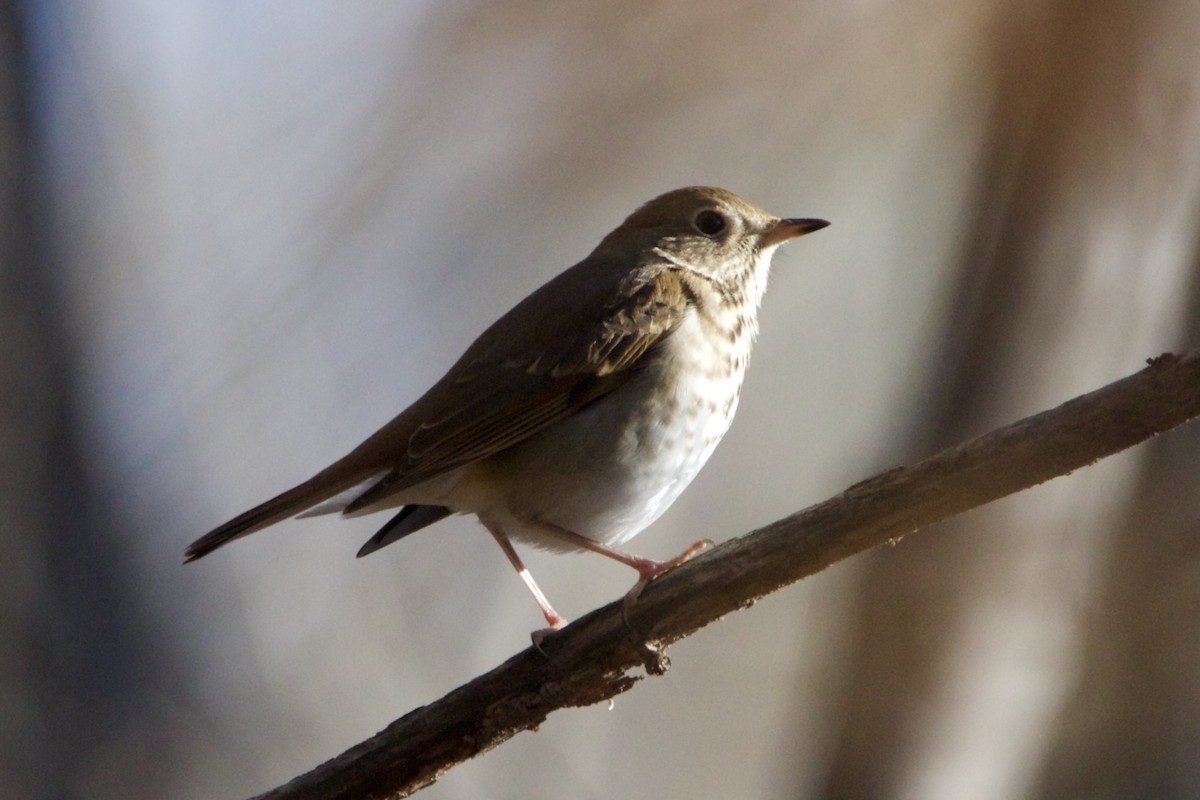 Hermit Thrush - ML613049809