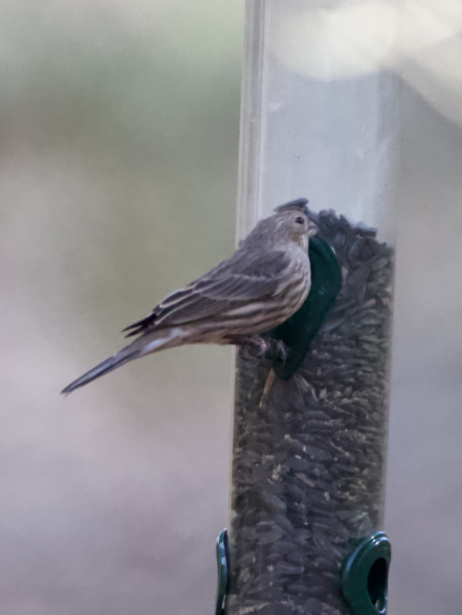 House Finch - Adam Prince